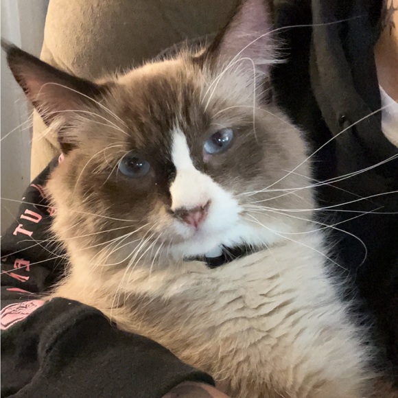 Meet your Posher, Sam - Picture 7 of 7